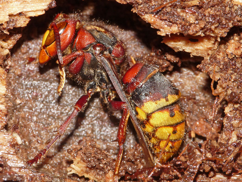 Vespa crabro